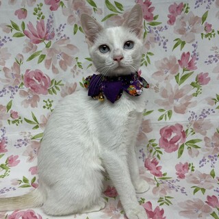 【11/2東銀座】かえでちゃん★５ヵ月半♪