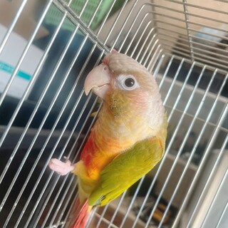 里親決定しております