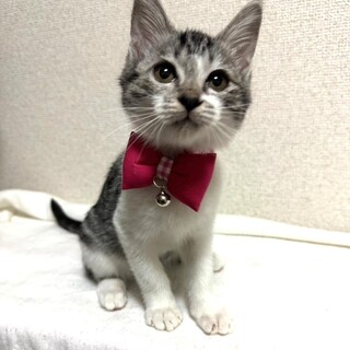 【10/19東銀座】ロイスちゃん★４ヵ月♪