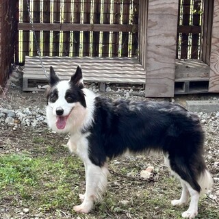 ボーダーオス　６歳