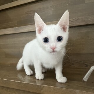 可愛いブルーアイの男の子です