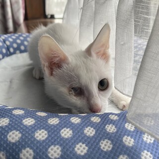 お外で頑張って生きた子です