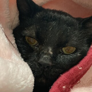 生後8ヶ月〜1歳くらいの可愛い男の子です黒猫