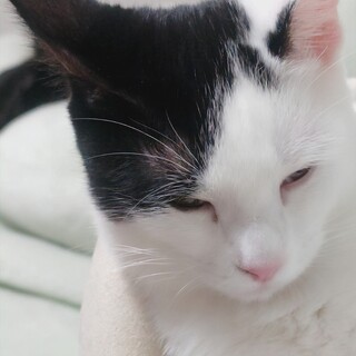 るいちゃん里親さん