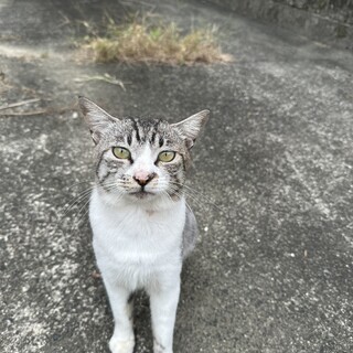 サバ白イケメン！