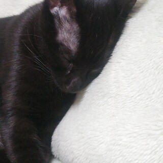 黒猫ジジちゃん里親さん募集