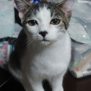 バウム君里親さん募集一時停止