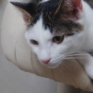 ガレット君里親さん募集