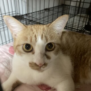 生後10ヶ月くらいの可愛い女の子の猫ちゃんです