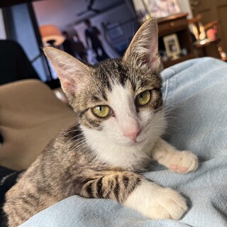 控えめな大人し行き女の子です