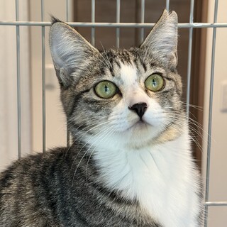 ツンデレが激しめ美猫ちゃん