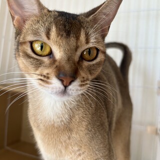 アビシニアン女の子1歳