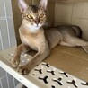 アビシニアン女の子1歳 サムネイル2