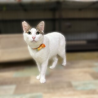 マイペースな甘えた男子シロ君【守口市】