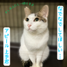 マイペースな甘えた男子シロ君【守口市】