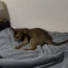 アビシニアン女の子1歳 サムネイル5