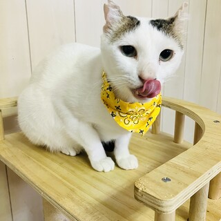 困り顔に癒されチー太郎【守口市】