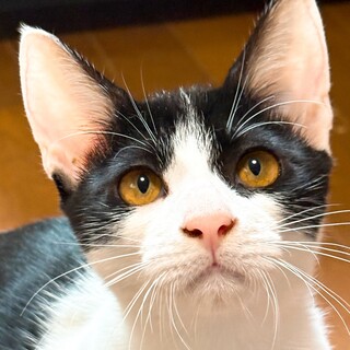 お耳の大きなかわいい女の子