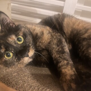 おっとりとしたさび猫　エレガンスさん