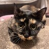 おっとりとしたさび猫　エレガンスさん サムネイル2
