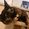 おっとりとしたさび猫　エレガンスさん サムネイル3