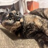 おっとりとしたさび猫　エレガンスさん サムネイル4