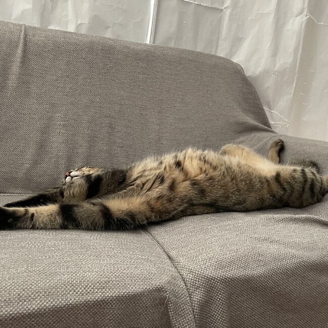 あたしンちのカバー写真