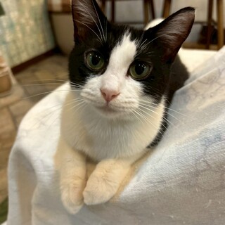 おひざ大好き♥オーリオちゃん