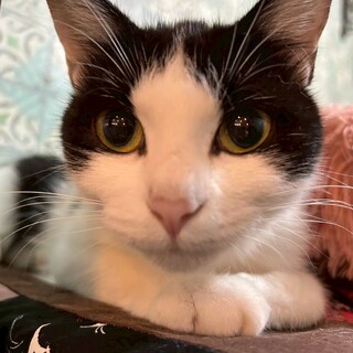 少しシャイだけれど人間大好きアーリオちゃん♡