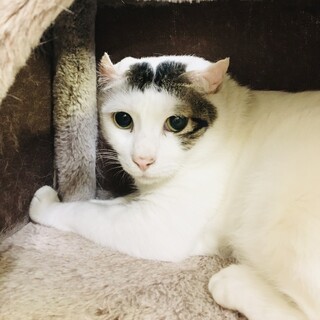 控えめ大人しい性格のメリさん【守口市】