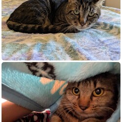 ［くりまんじゅう］抜歯と［むぎちゃん（仮）］の駆虫