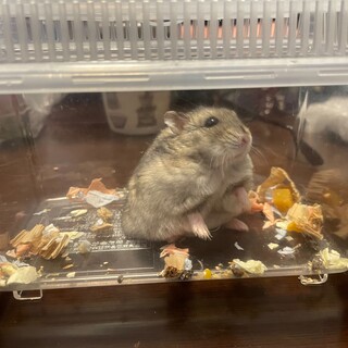 ジャンガリアン　6ヶ月　男の子