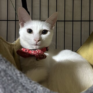 可愛い白猫の家族募集中‼️