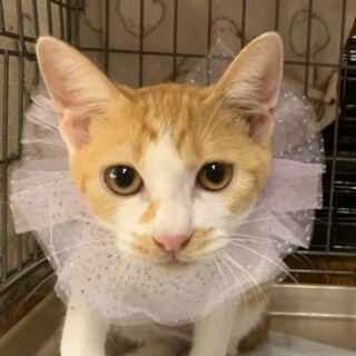 ②ささみ　珍しい茶白の女の子　ごろふみ甘えん坊