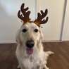 里親募集 てんかん持ちの優しいゴールデン 女の子 サムネイル4