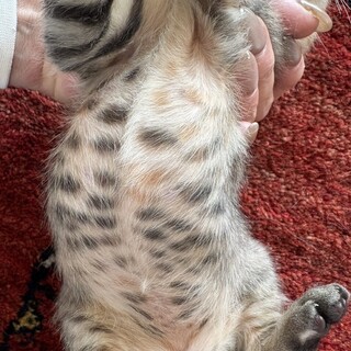 ベンガル風玉模様麦わら猫と白キジ姉妹2ヶ月