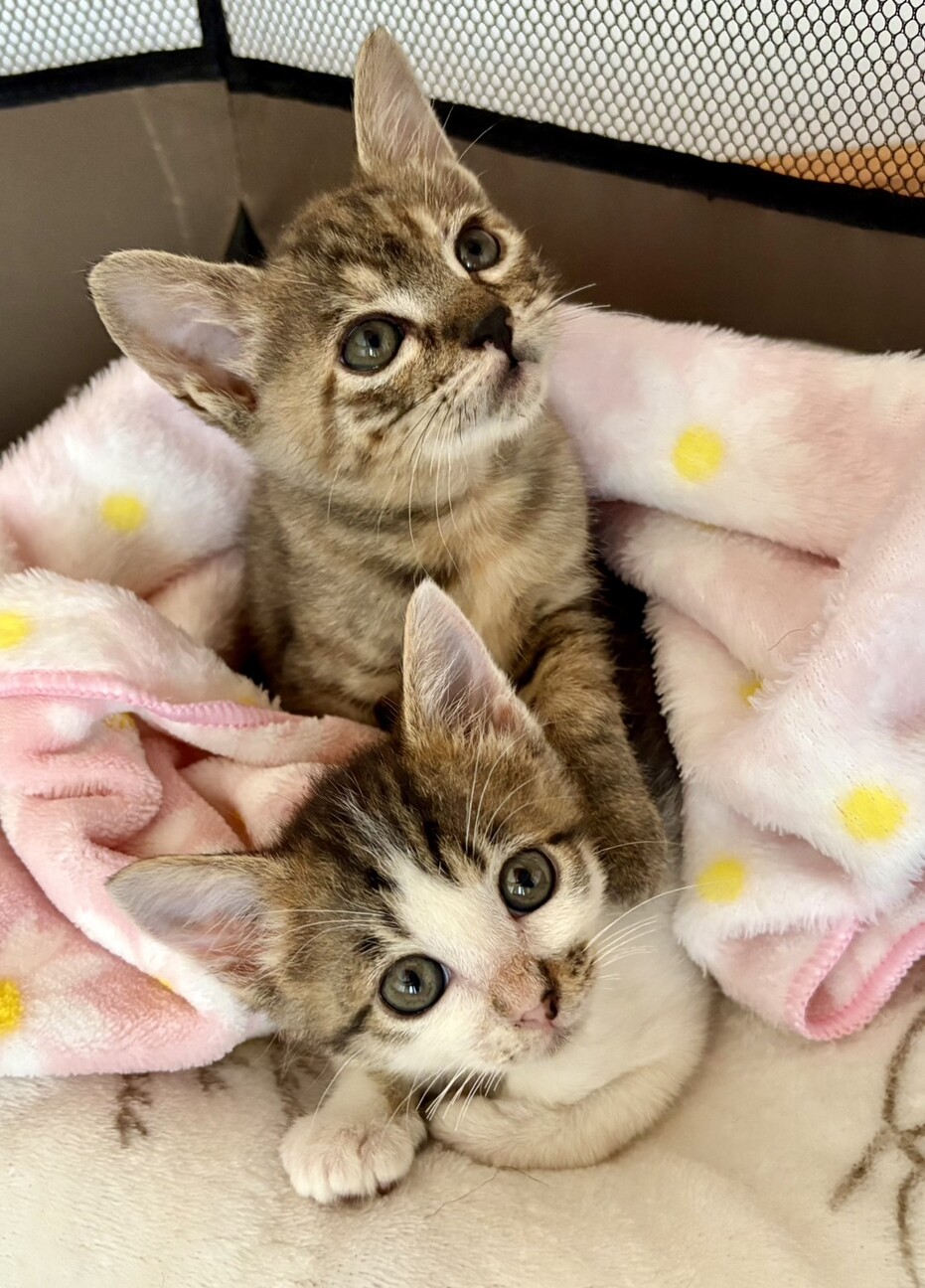 うらねこ様 完成品ご確認ページ☺︎ ベンガル風玉模様麦わら猫」茨城県 - 猫の里親募集(528222) 2枚目の