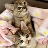 ベンガル風玉模様麦わら猫と白キジ姉妹2ヶ月 サムネイル2