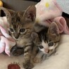 ベンガル風玉模様麦わら猫と白キジ姉妹2ヶ月 サムネイル3