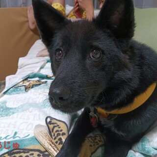 人との生活勉強中雑種なあじゅちゃん