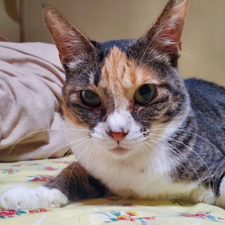 【10/19譲渡会】ハンデはスペシャルな印★