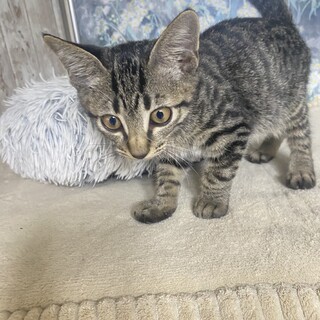 抱っこ大好きハマー君にずっとのおうちを！