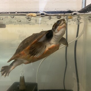 ニシキマゲクビガメの里親募集