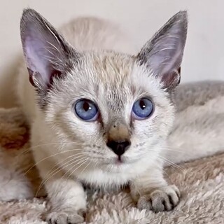 青い瞳シャム系ミックス甘えん坊で猫も大好きなラン君