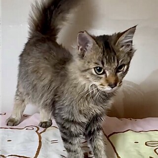 長毛キジ超甘えん坊で人と抱っこが大好きルイ君