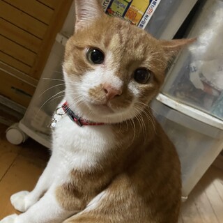 多頭飼育崩壊の猫たちの里親募集！【あんこ君】