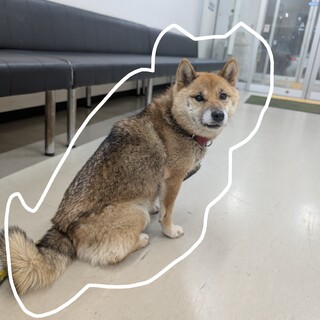 【トライアル中】懐かないからと捨てられてしまった