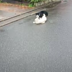 喧嘩はやめてー