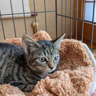 可愛いキジちゃん