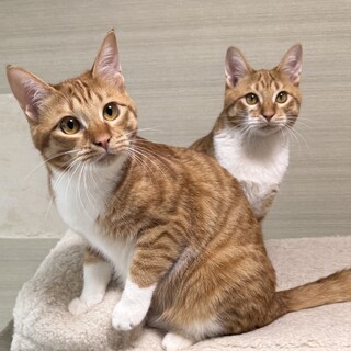 【2/15月島】撫でるとお腹を出してゴロゴロ